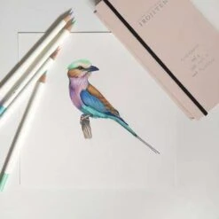 Tombow® Irojiten Book Box Sets Of Coloured Pencils -Da Vinci Shop IrojitenBookBoxSetsofColouredPencils 4